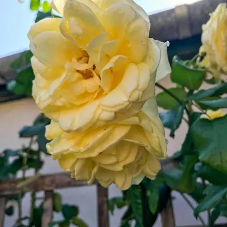 בית נופש Lily House Balatonvilágos