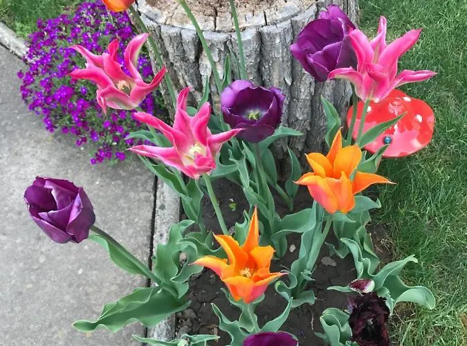 Lily House *